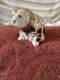 1st Quality Royal Crown Derby Old Imari Bulldog Mmv11