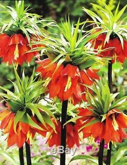 3 Fritillaria Rubra Maxima(red)bulbs(crown Imperial Lily)spring Garden Perennial