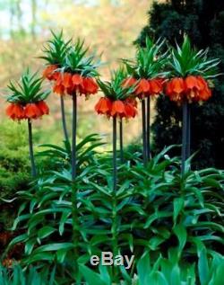 3 Fritillaria Rubra Maxima(red)bulbs(crown Imperial Lily)spring Garden Perennial