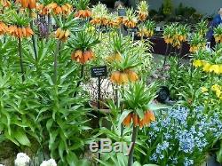 3 Fritillaria Rubra Maxima(red)bulbs(crown Imperial Lily)spring Garden Perennial