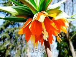 3 Fritillaria Rubra Maxima(red)bulbs(crown Imperial Lily)spring Garden Perennial