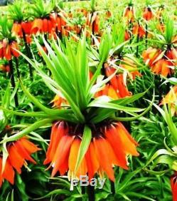 3 Fritillaria Rubra Maxima(red)bulbs(crown Imperial Lily)spring Garden Perennial