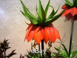 3 Fritillaria Rubra Maxima(red)bulbs(crown Imperial Lily)spring Garden Perennial