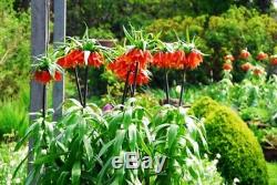 3 Fritillaria Rubra Maxima(red)bulbs(crown Imperial Lily)spring Garden Perennial