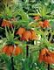 In Stock. 3 Fritillaria Aurora(orange)bulbs(crown Imperial Lily)spring Perennial
