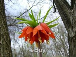 In Stock. 3 Fritillaria Aurora(orange)bulbs(crown Imperial Lily)spring Perennial