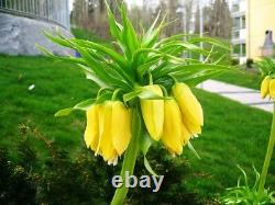 In Stock. 3 Fritillaria Lutea Bulbs (crown Imperial Lily)garden Spring Perennial