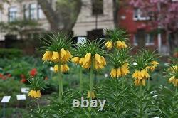 In Stock. 3 Fritillaria Lutea Bulbs (crown Imperial Lily)garden Spring Perennial