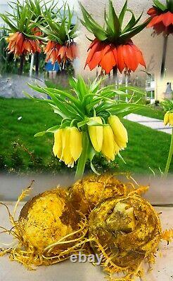 In Stock. 3 Fritillaria Mixed Bulbs (crown Imperial Lily) Bulbs Spring Perennial