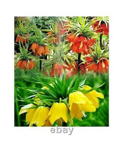 In Stock. 3 Fritillaria Mixed Bulbs (crown Imperial Lily) Bulbs Spring Perennial