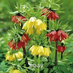 In Stock. 3 Fritillaria Mixed Bulbs (crown Imperial Lily) Bulbs Spring Perennial