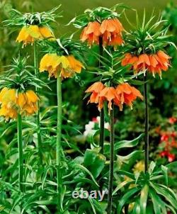 In Stock. 3 Fritillaria Mixed Bulbs (crown Imperial Lily) Bulbs Spring Perennial