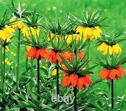 In Stock. 3 Fritillaria Mixed Bulbs (crown Imperial Lily) Bulbs Spring Perennial