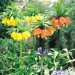 In Stock. 3 Fritillaria Mixed Bulbs (crown Imperial Lily) Bulbs Spring Perennial