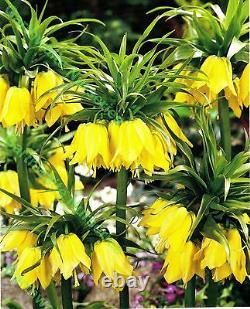 In Stock. 3 Fritillaria Mixed Bulbs (crown Imperial Lily) Bulbs Spring Perennial