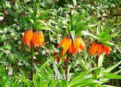 In Stock. 3 Fritillaria Mixed Bulbs (crown Imperial Lily) Bulbs Spring Perennial