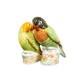 Royal Crown Derby 1st Quality Pair Of Lovebird Paperweights