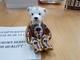 Royal Crown Derby 2nd Quality Old Imari Sgb Bear Retail &pound;348 (one Bear)