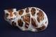 Royal Crown Derby Chinese New Year Tiger Ltd Ed 2010 Paperweight Boxed