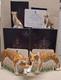 Royal Crown Derby Feline Collection. Certs. Gold Stop. Boxes