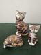 Royal Crown Derby Gilt Imari Cat Figurines, Set Of Three