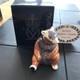 Royal Crown Derby Imari Paperweight Silver Stopper Honey Bear Boxed Vgc