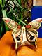 Royal Crown Derby Imari Solid Gold Band Butterfly P/wt Gold Stopper Mint In Box