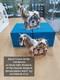Royal Crown Derby Old Imari Solid Gold Band Pair Of Cob Horses 1st Quality