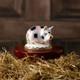 Royal Crown Derby Old Spot Piglet Small Pig Paperweight New 1st Quality