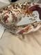 Royal Crown Derby Olde Avesbury Large Bowl New