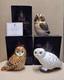 Royal Crown Derby Paperweight Owl Collection. Gold Stop. Ltd Ed. Boxes. Cert