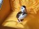 Royal Crown Derby Puffin Paperweight Gold Stopper
